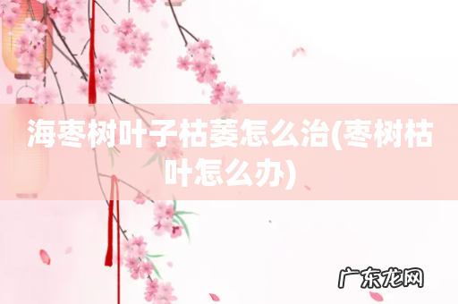 枣树枯叶怎么办 海枣树叶子枯萎怎么治