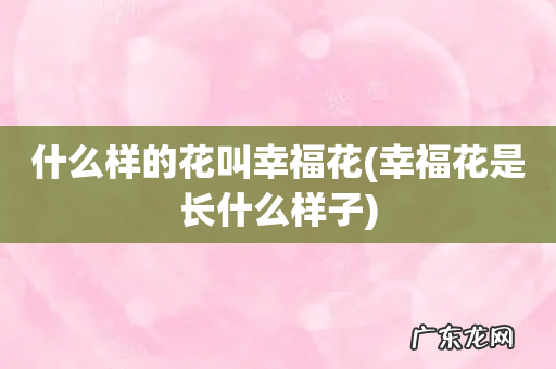 幸福花是长什么样子 什么样的花叫幸福花