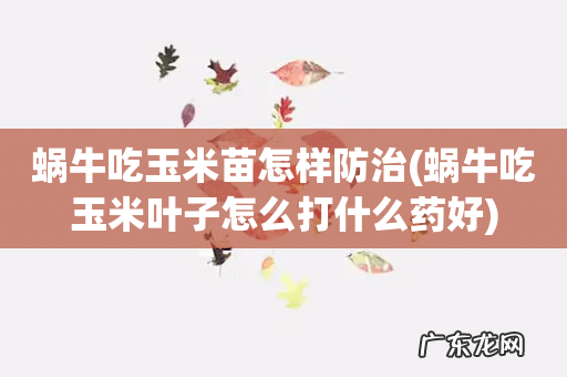 蜗牛吃玉米叶子怎么打什么药好 蜗牛吃玉米苗怎样防治