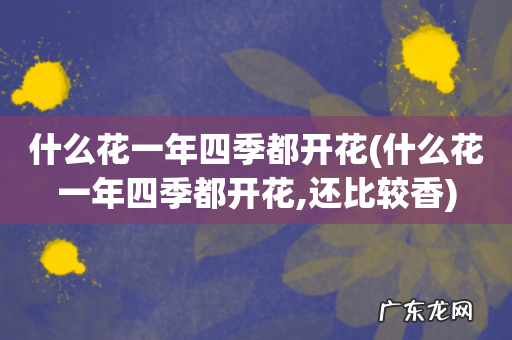 什么花一年四季都开花,还比较香 什么花一年四季都开花