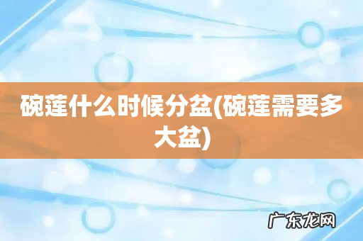 碗莲需要多大盆 碗莲什么时候分盆