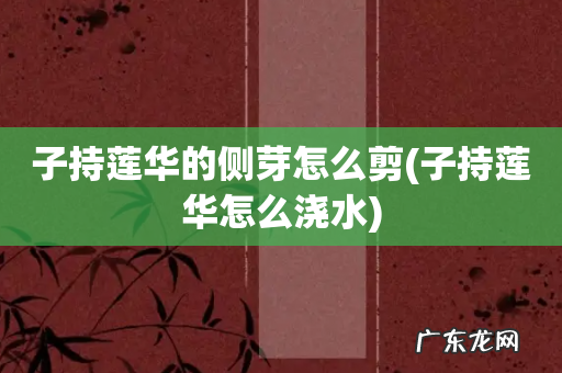 子持莲华怎么浇水 子持莲华的侧芽怎么剪