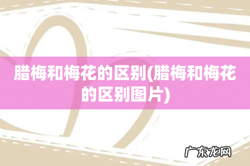 腊梅和梅花的区别图片 腊梅和梅花的区别