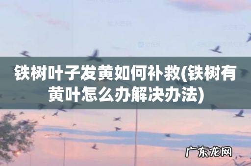 铁树有黄叶怎么办解决办法 铁树叶子发黄如何补救