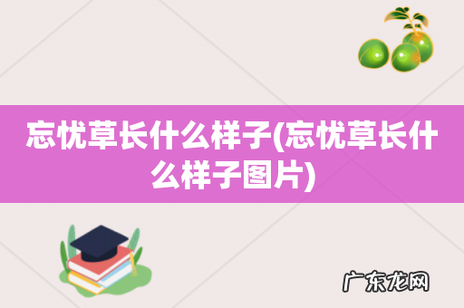 忘忧草长什么样子图片 忘忧草长什么样子