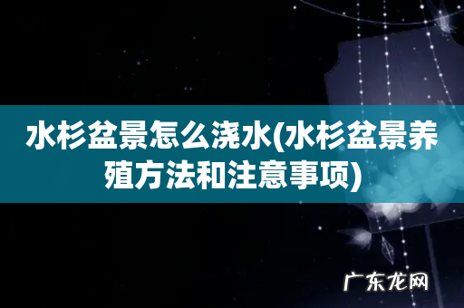 水杉盆景养殖方法和注意事项 水杉盆景怎么浇水
