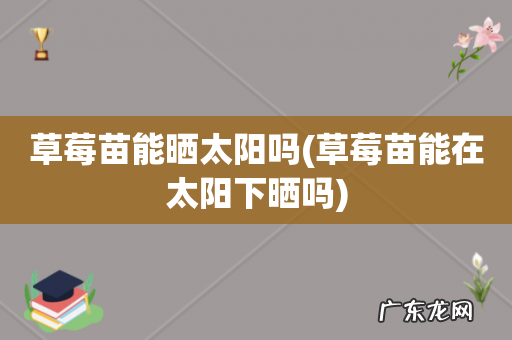 草莓苗能在太阳下晒吗 草莓苗能晒太阳吗