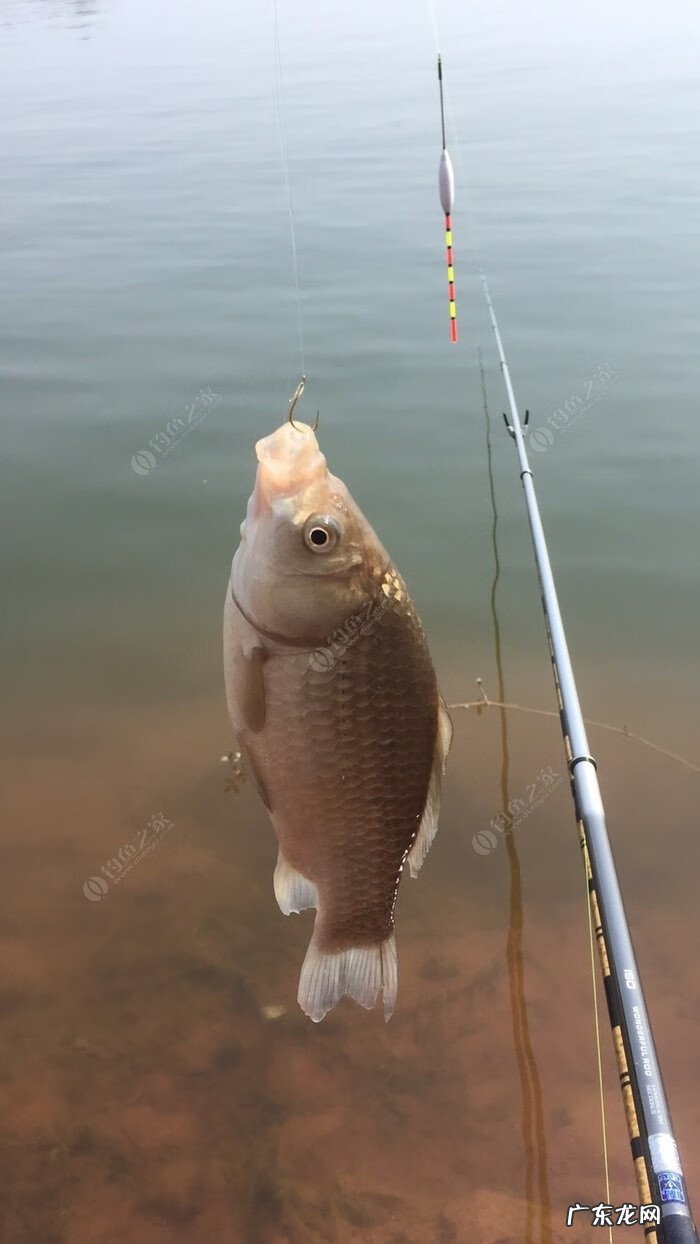 金堂东风水库可以钓鱼吗 金堂东风水库钓鱼怎么样