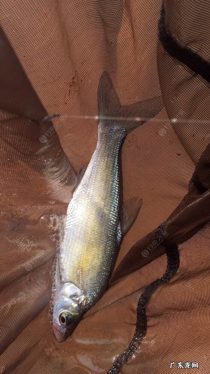 金堂东风水库可以钓鱼吗 金堂东风水库钓鱼怎么样