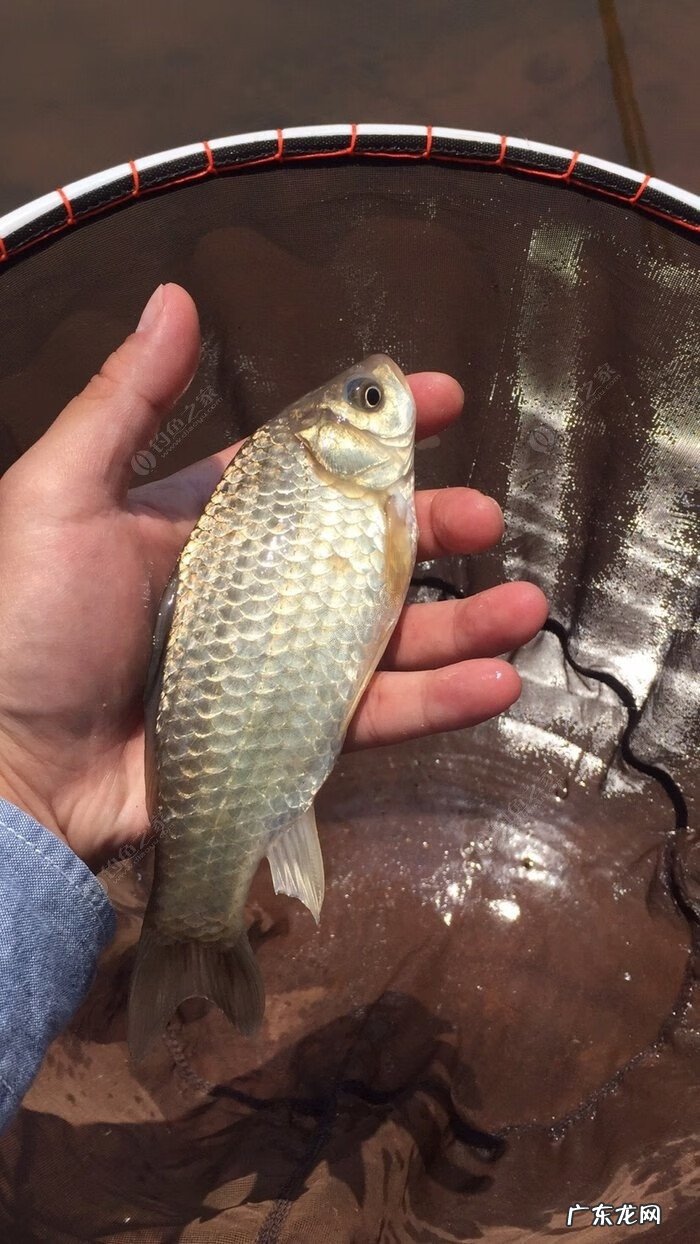 金堂东风水库可以钓鱼吗 金堂东风水库钓鱼怎么样