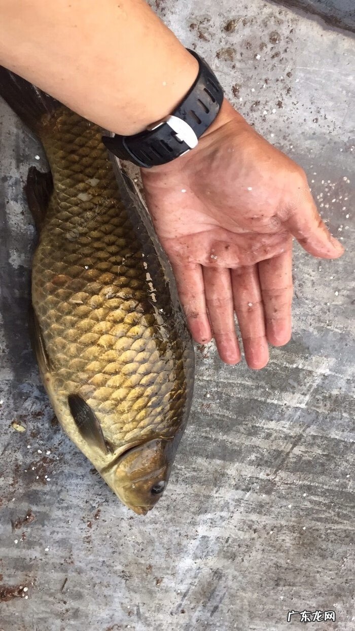 金堂东风水库可以钓鱼吗 金堂东风水库钓鱼怎么样