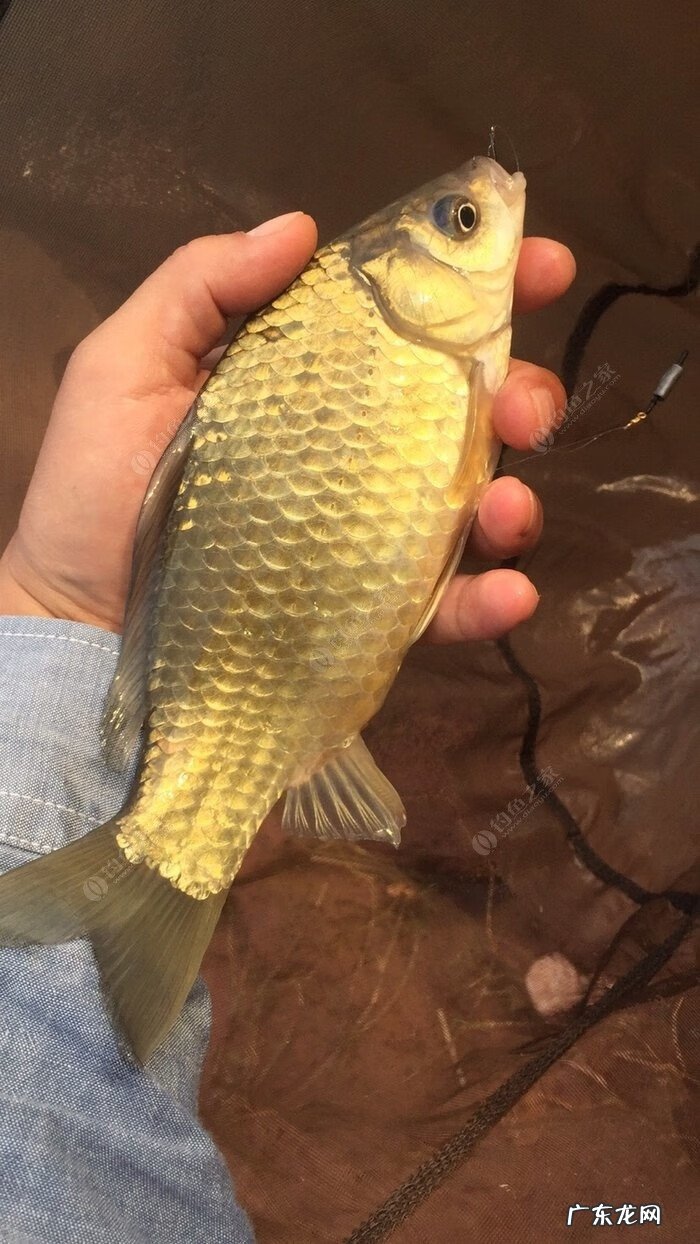 金堂东风水库可以钓鱼吗 金堂东风水库钓鱼怎么样