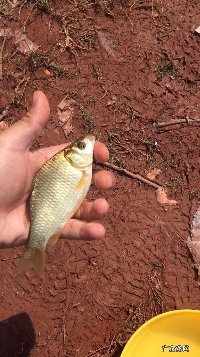 金堂东风水库可以钓鱼吗 金堂东风水库钓鱼怎么样