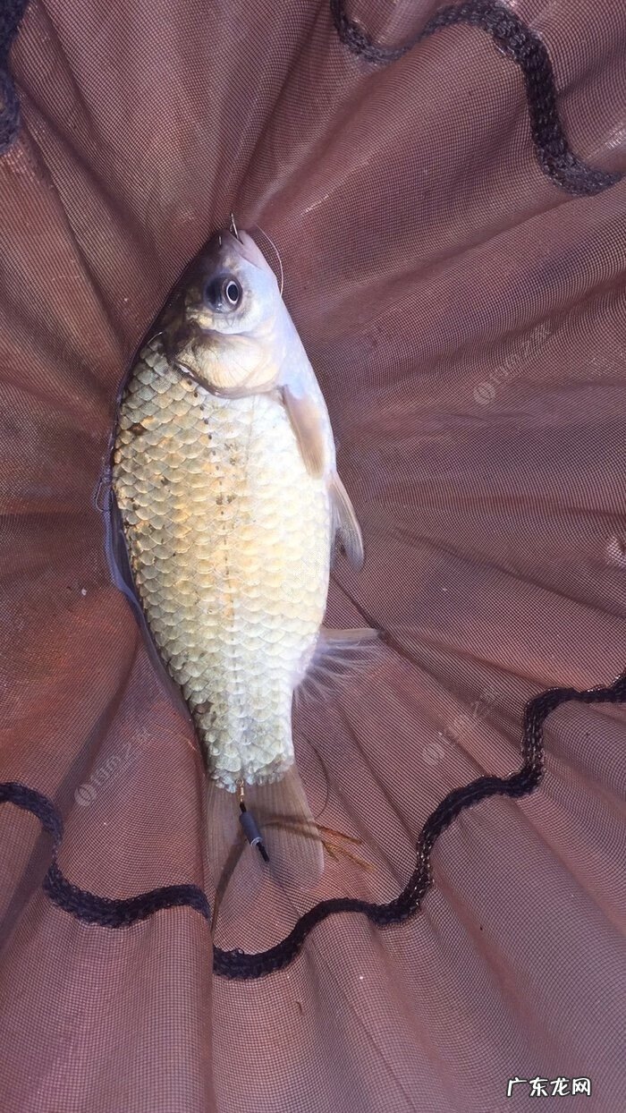 金堂东风水库可以钓鱼吗 金堂东风水库钓鱼怎么样