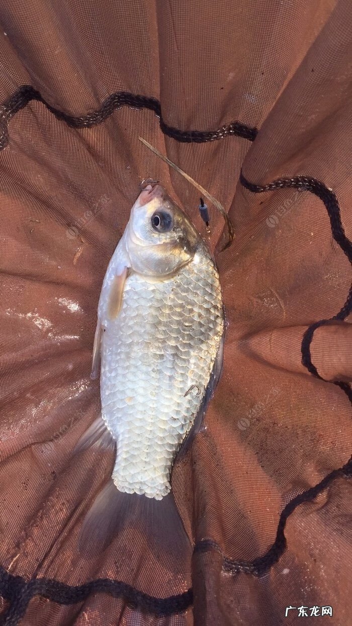 金堂东风水库可以钓鱼吗 金堂东风水库钓鱼怎么样