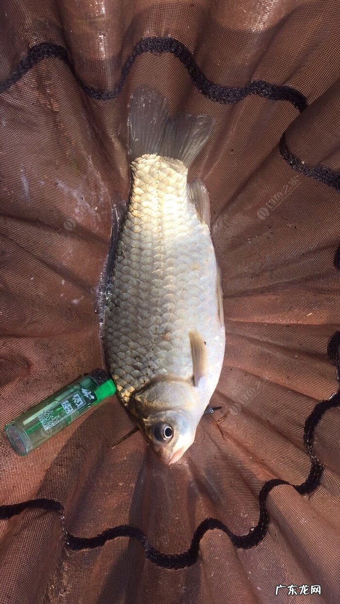 金堂东风水库可以钓鱼吗 金堂东风水库钓鱼怎么样