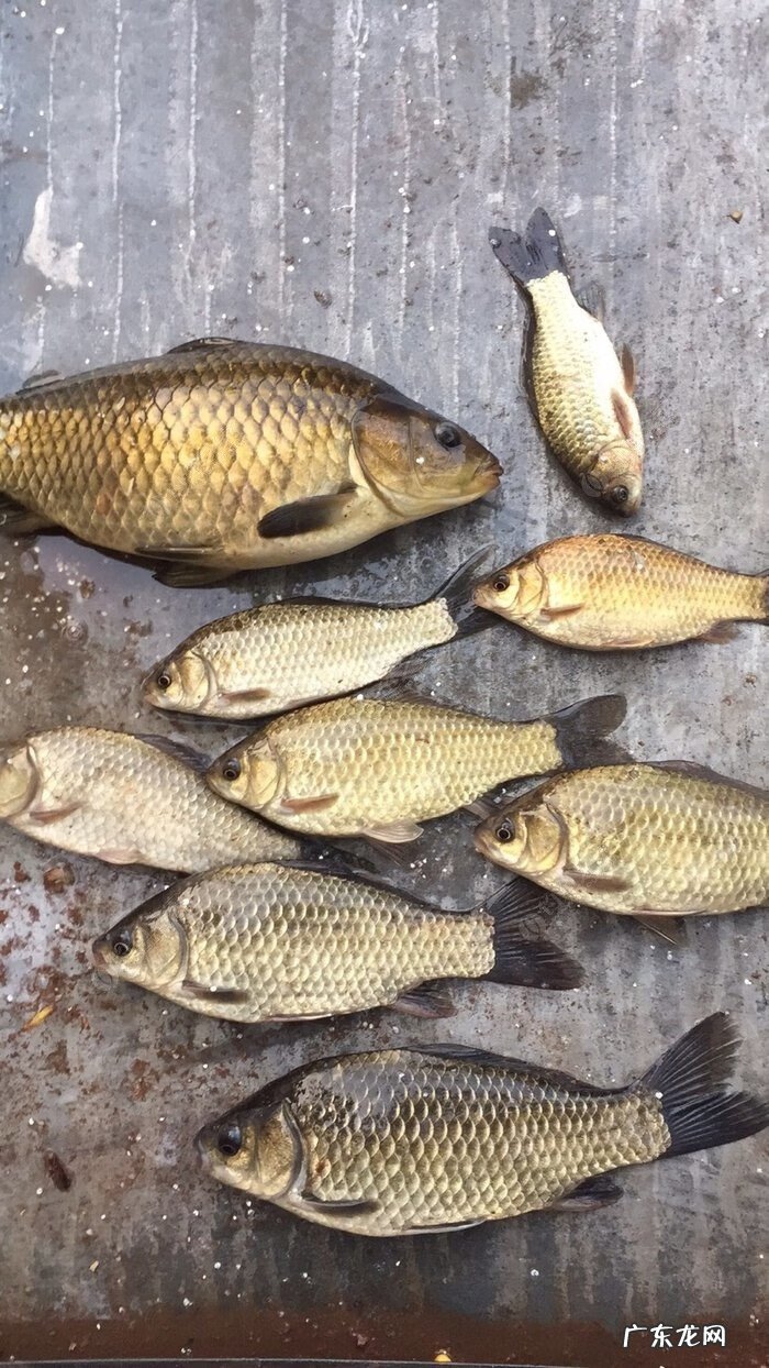 金堂东风水库可以钓鱼吗 金堂东风水库钓鱼怎么样