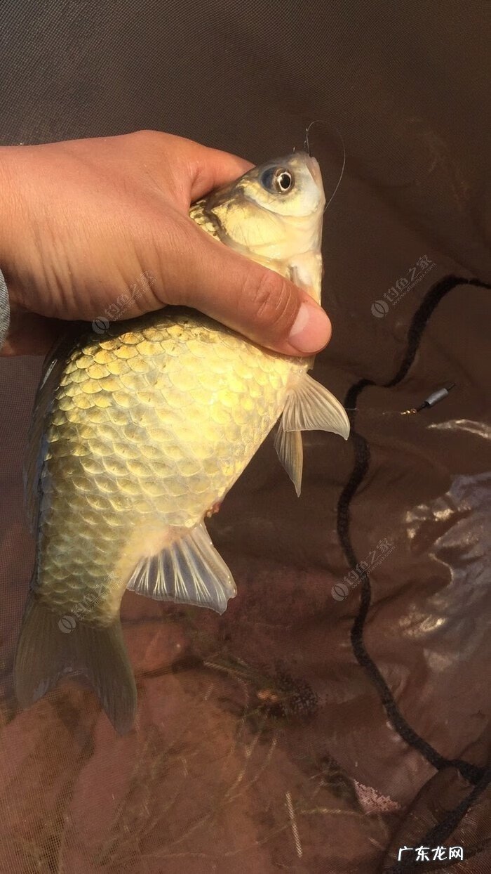 金堂东风水库可以钓鱼吗 金堂东风水库钓鱼怎么样