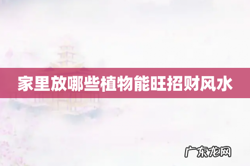 家里放哪些植物能旺招财风水