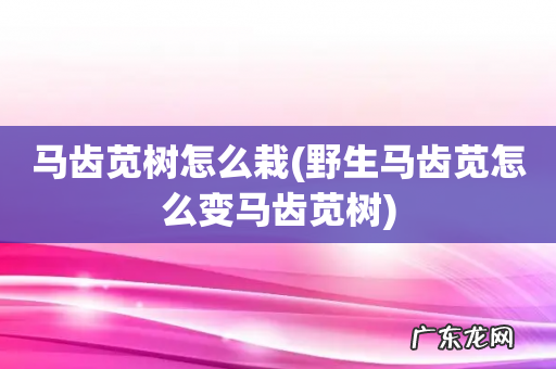野生马齿苋怎么变马齿苋树 马齿苋树怎么栽