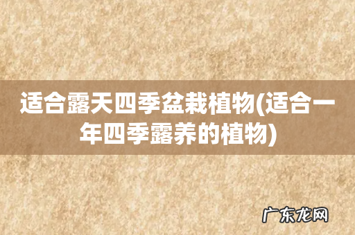 适合一年四季露养的植物 适合露天四季盆栽植物
