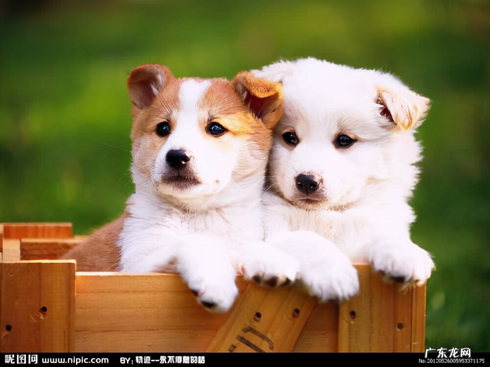 小狗为什么要翻肠子 小狗翻肠子是怎么回事儿?