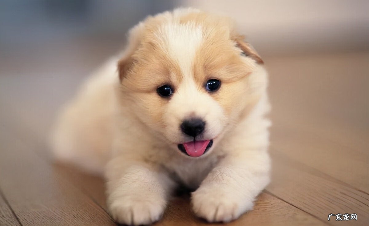 小狗为什么要翻肠子 小狗翻肠子是怎么回事儿?