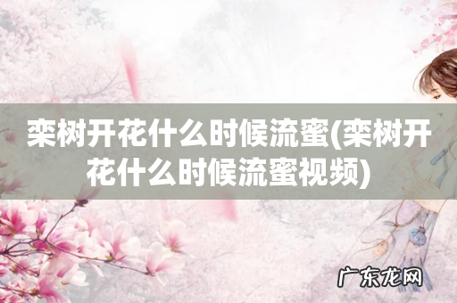 栾树开花什么时候流蜜视频 栾树开花什么时候流蜜