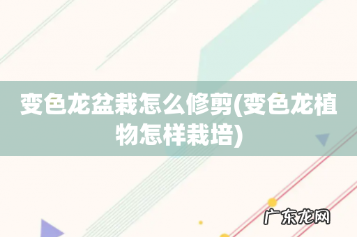 变色龙植物怎样栽培 变色龙盆栽怎么修剪