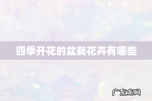 四季开花的盆栽花卉有哪些