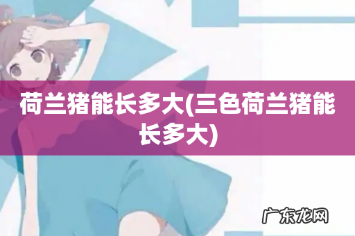 三色荷兰猪能长多大 荷兰猪能长多大