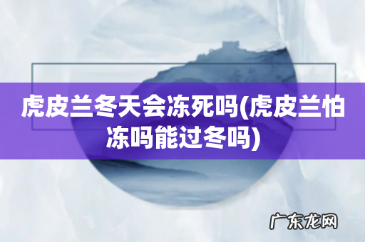 虎皮兰怕冻吗能过冬吗 虎皮兰冬天会冻死吗