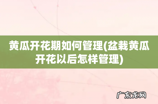 盆栽黄瓜开花以后怎样管理 黄瓜开花期如何管理