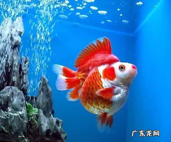家里养2个鱼缸影响风水吗