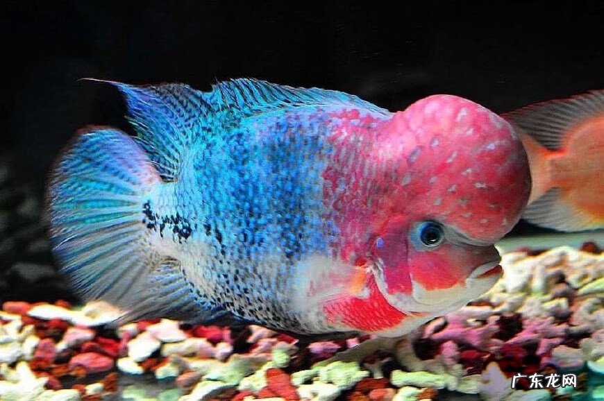 家里养2个鱼缸影响风水吗