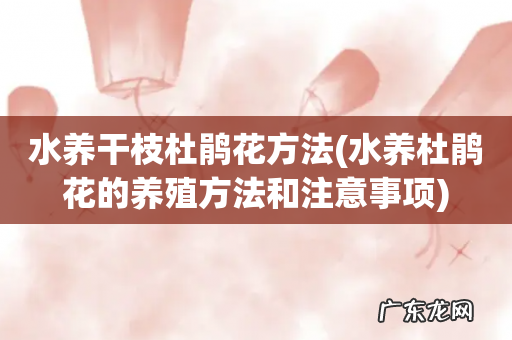 水养杜鹃花的养殖方法和注意事项 水养干枝杜鹃花方法
