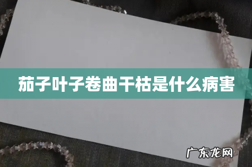 茄子叶子卷曲干枯是什么病害