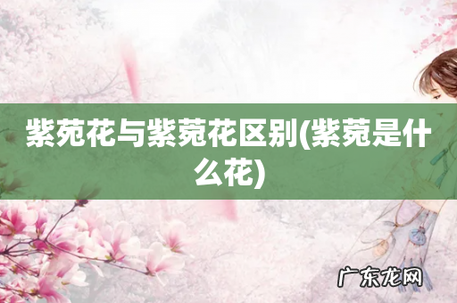 紫菀是什么花 紫苑花与紫菀花区别