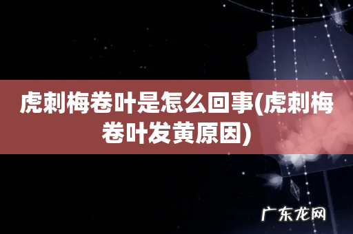 虎刺梅卷叶发黄原因 虎刺梅卷叶是怎么回事