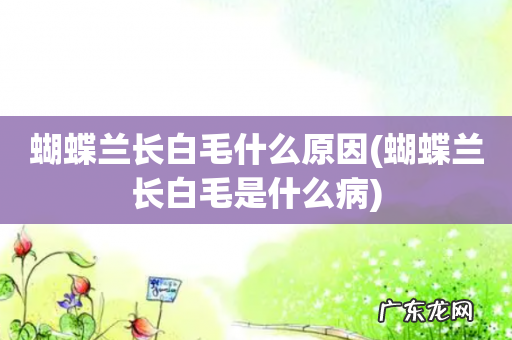 蝴蝶兰长白毛是什么病 蝴蝶兰长白毛什么原因