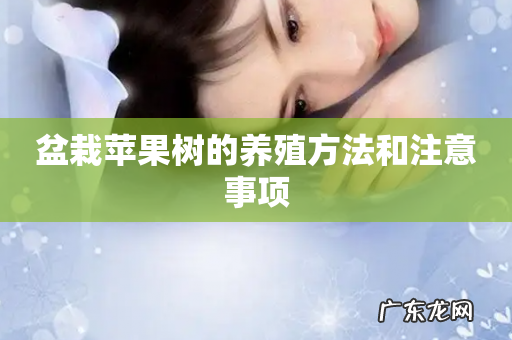 盆栽苹果树的养殖方法和注意事项