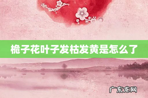 桅子花叶子发枯发黄是怎么了