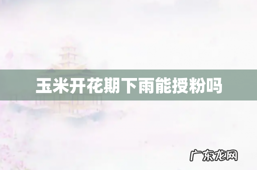 玉米开花期下雨能授粉吗