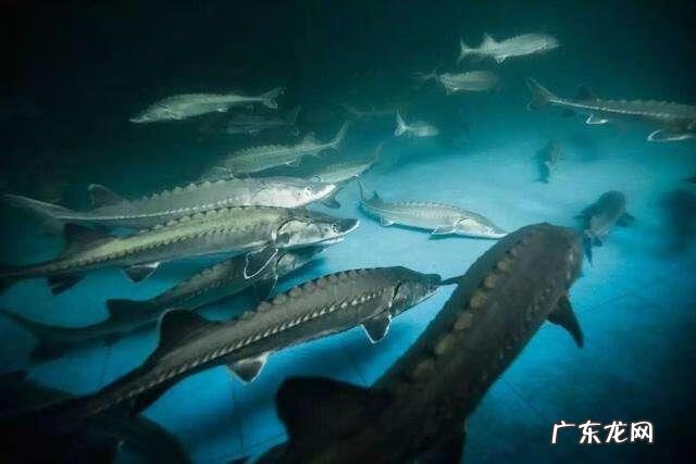 鲟鱼吃啥 鲟鱼吃什么的