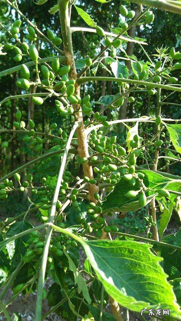 中药鸦胆子别名
