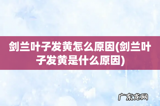 剑兰叶子发黄是什么原因 剑兰叶子发黄怎么原因