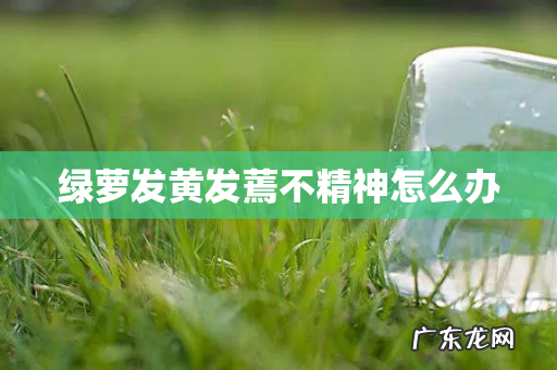 绿萝发黄发蔫不精神怎么办