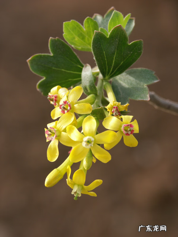 香茶花 香茶藨子