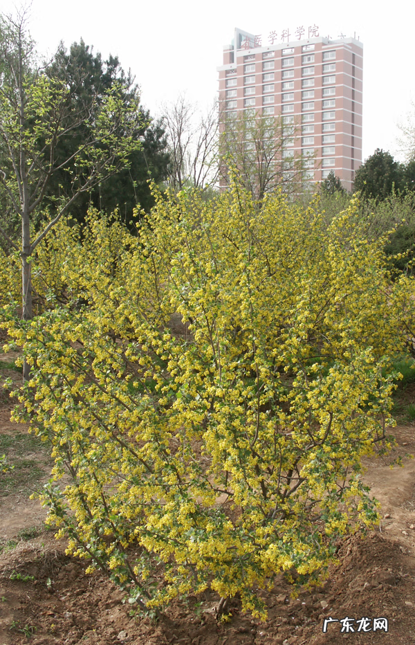 香茶花 香茶藨子