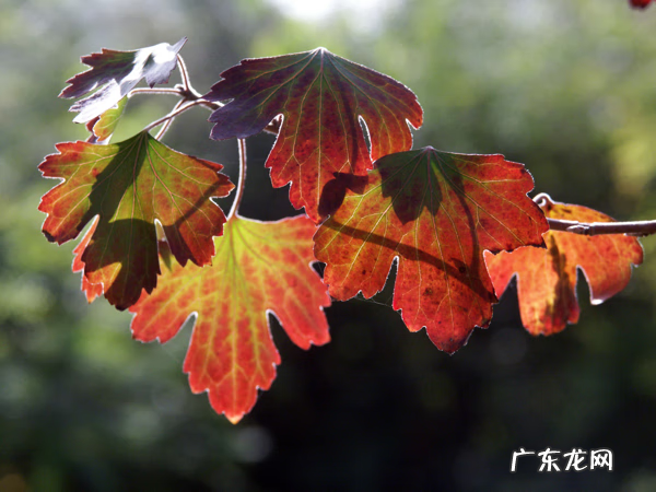 香茶花 香茶藨子